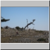 pollino 20.jpg